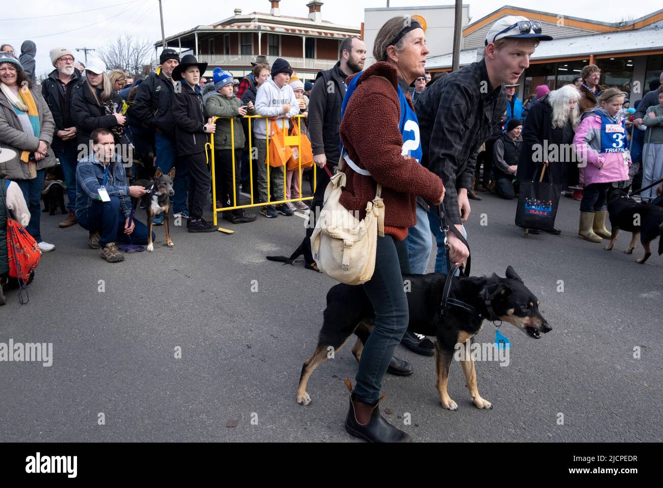 I cani Kelpie aspettano con i loro proprietari l'inizio delle gare di cani al Kelpie Muster a Casterton, Victoria, Australia Foto Stock