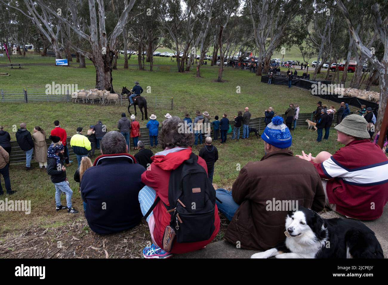 I cani e le persone guardano un uomo di scorta intorno alle pecore al Kelpie Muster a Casterton, Victoria, Australia. Foto Stock