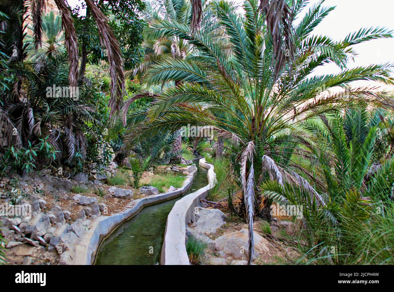 Canale di irrigazione per la fattoria datteri in Oman Foto Stock