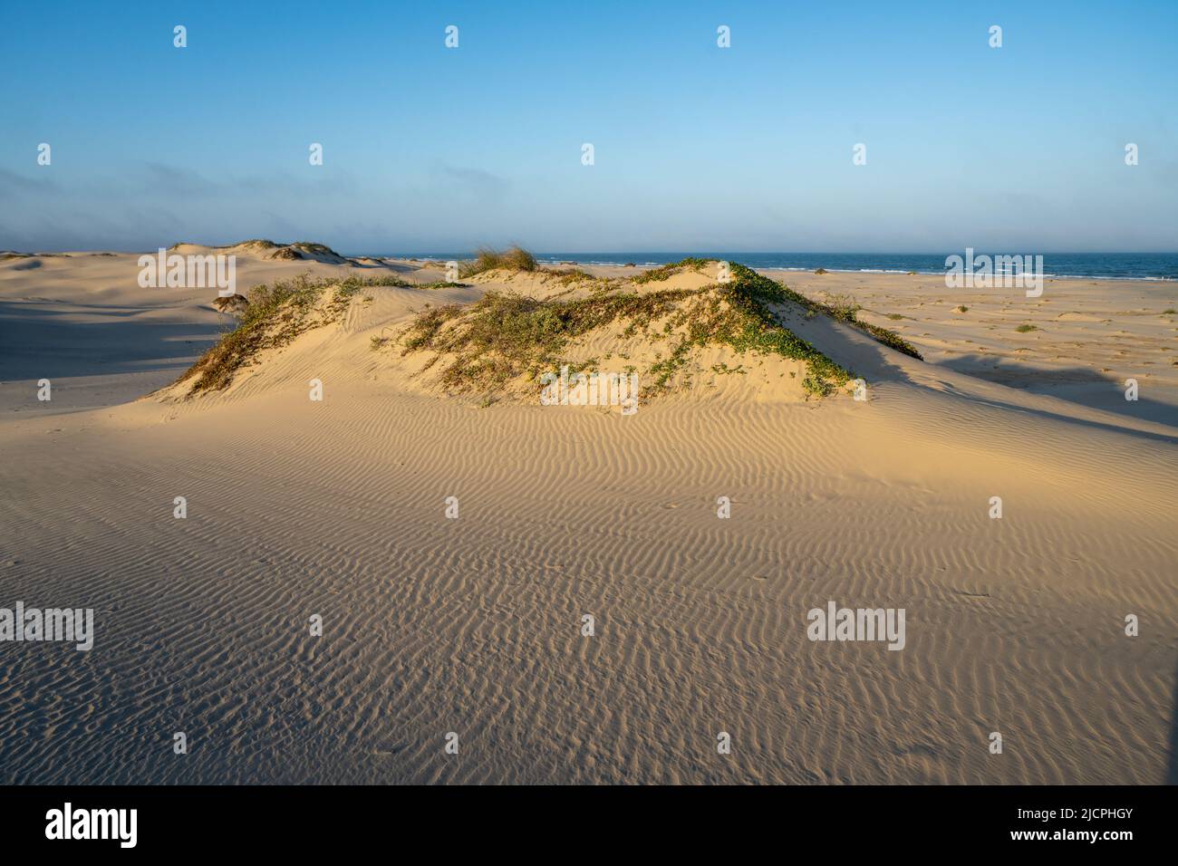 Gulf Croton e la spiaggia mattina gloria o ferrovia vite che crescono sui foredunes a South Padre Island, Texas. Foto Stock