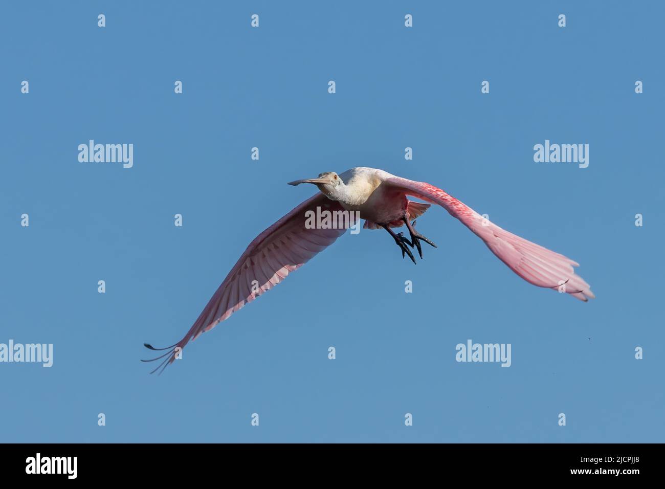 A Roseate Spoonbill, Platalea ajaja, in volo su South Padre Island, Texas. Foto Stock