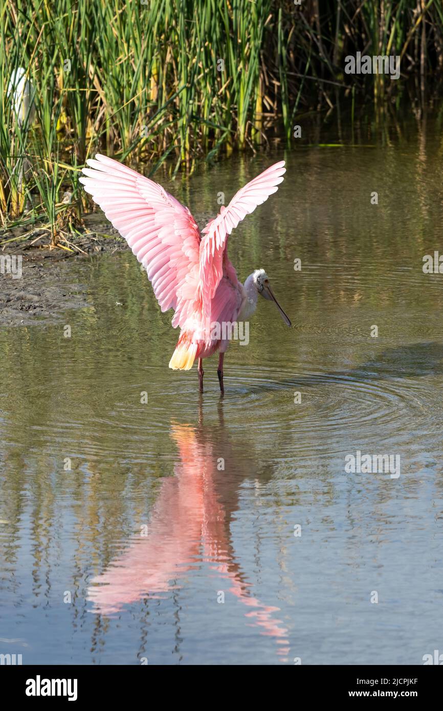 Una spatola Roseate, Platalea ajaja, che allunga le sue ali in una palude paludosa. South Padre Island Birding Center, Texas. Foto Stock