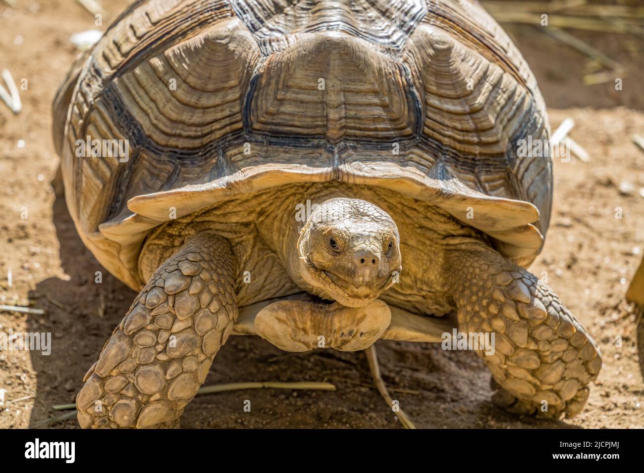 Tartaruga o tartaruga sulcata africana, la sulcata di Centrochelyx, nel South Padre Island Birding & Nature Center, Texas. Foto Stock