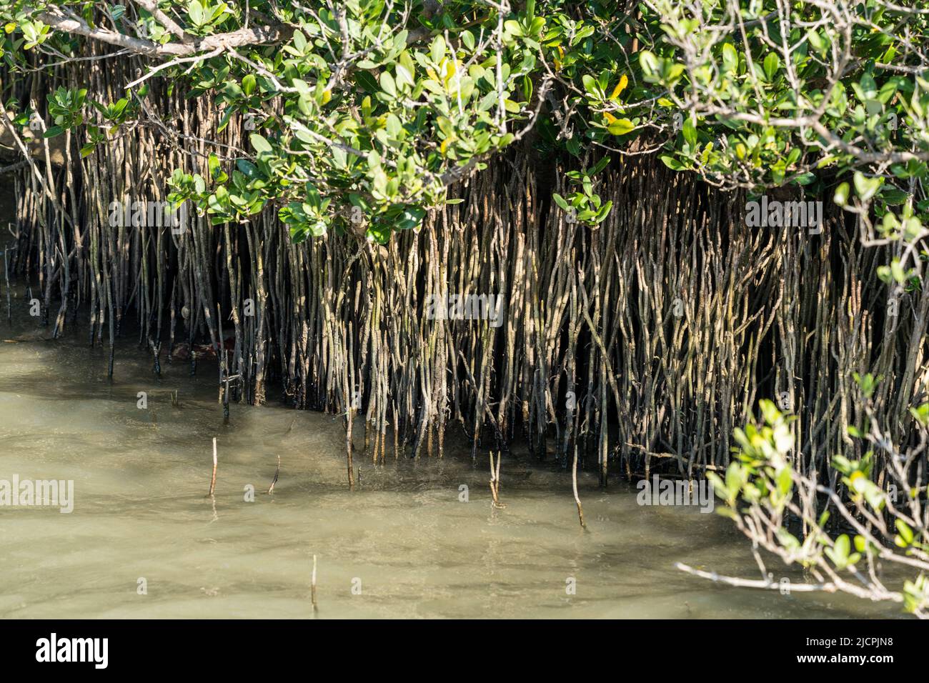 Pneumatophore o "radici respiranti dell'aria" del mangroveto nero, germinani Avicennia, a South Padre Island, Texas. Foto Stock