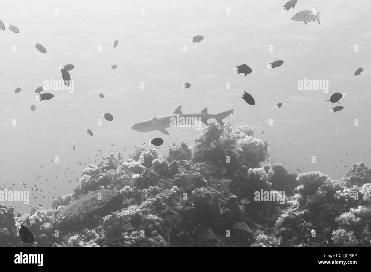 Lo squalo nuota nel parco nazionale della barriera corallina di tubataha Filippine Foto Stock