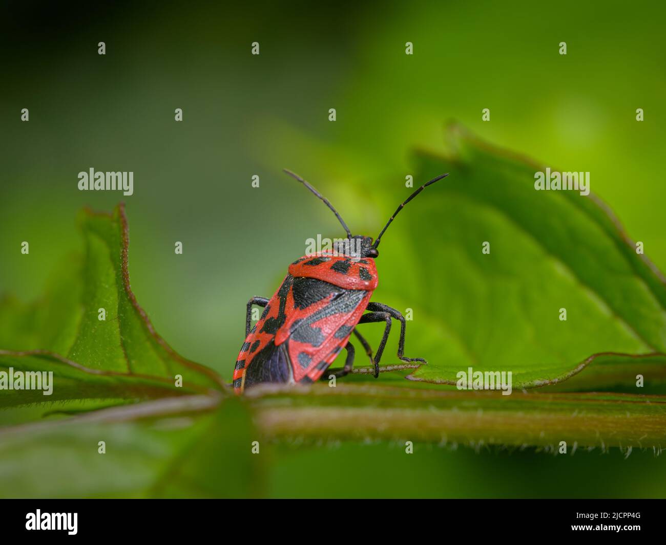 Un bug rosso nero di cavolo (Euridema ventralis) seduto su una foglia, giorno di sole in primavera, Vienna (Austria) Foto Stock