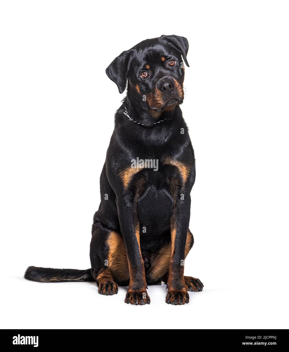 Cane Rottweiler che indossa un colletto a catena guardando la fotocamera, seduto, isolato su bianco Foto Stock