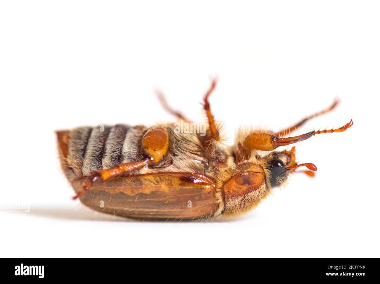 Summer Chafer capovolto, European june Beetle, Amphimallon solstitiale, isolato Foto Stock