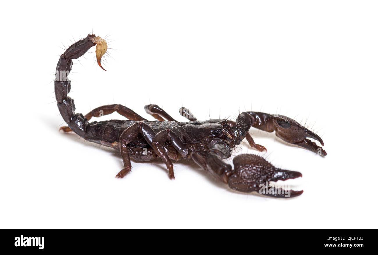 Scorpione Imperatore giovanile, impermeabile Pandino, isolato Foto Stock