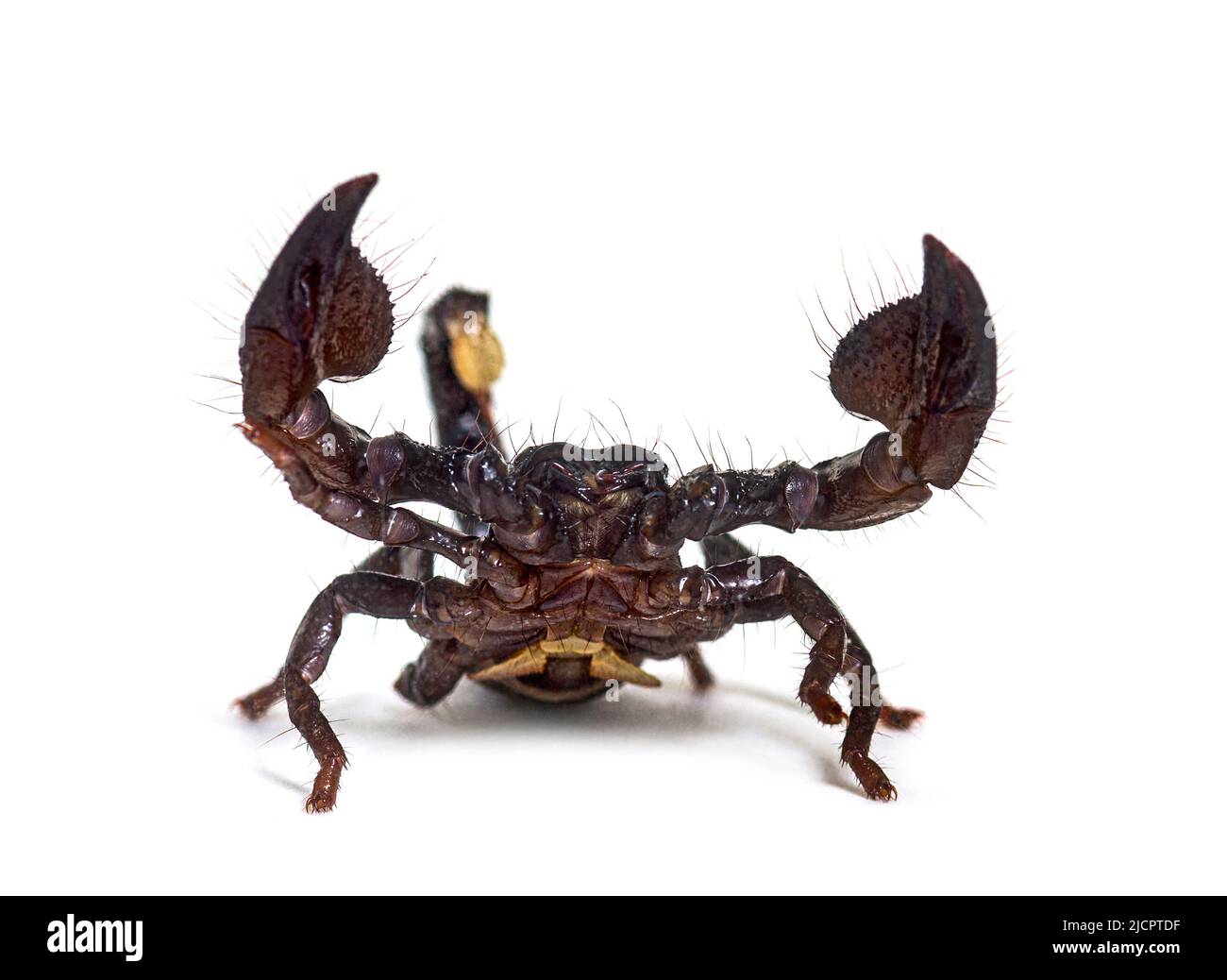 Scorpione Imperatore giovanile, impermeabile Pandino, isolato Foto Stock