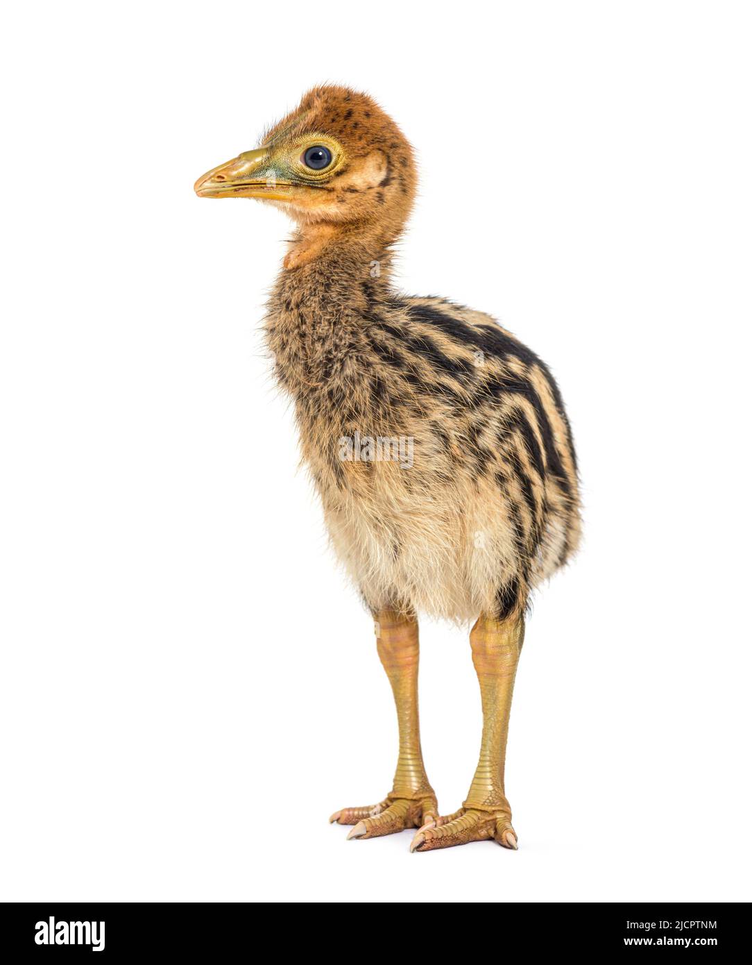 Cazzo a doppia latta, Casuarius casuarius Foto Stock