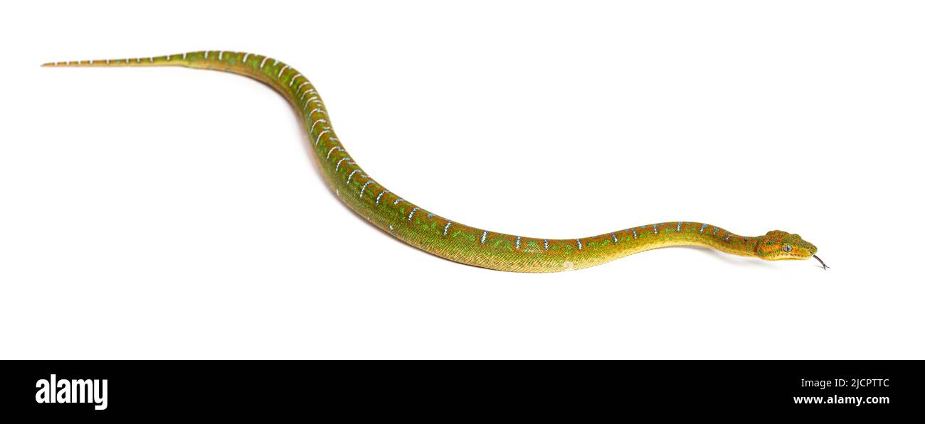 Albero smeraldo giovanile boa Corallus caninus Foto Stock