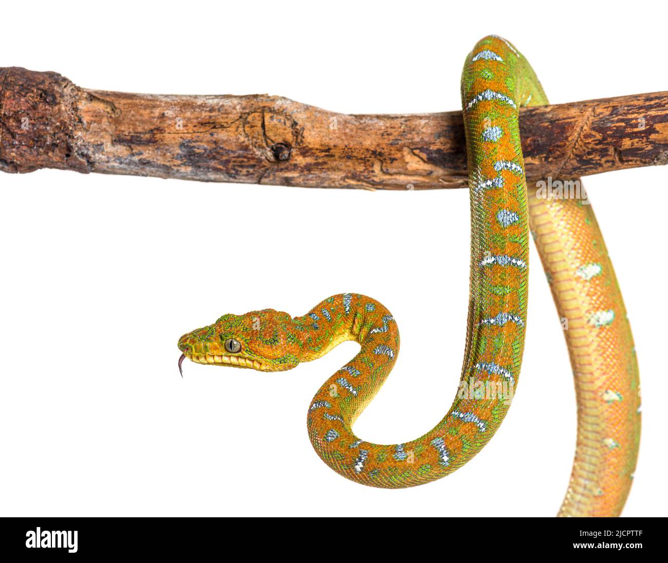 Albero smeraldo giovanile boa Corallus caninus Foto Stock