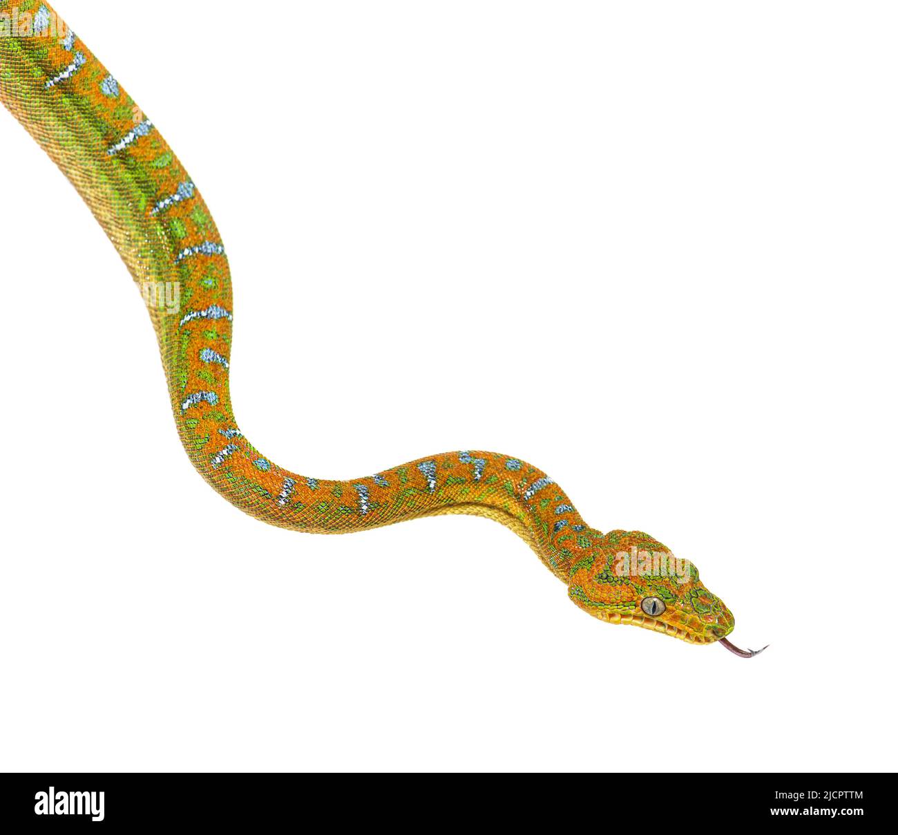 Albero smeraldo giovanile boa Corallus caninus Foto Stock