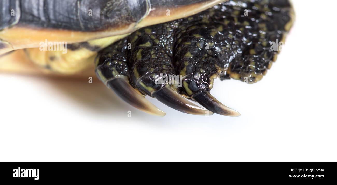 Piede di una tartaruga cinese a collo di striscia, Mauremys sinensis Foto Stock