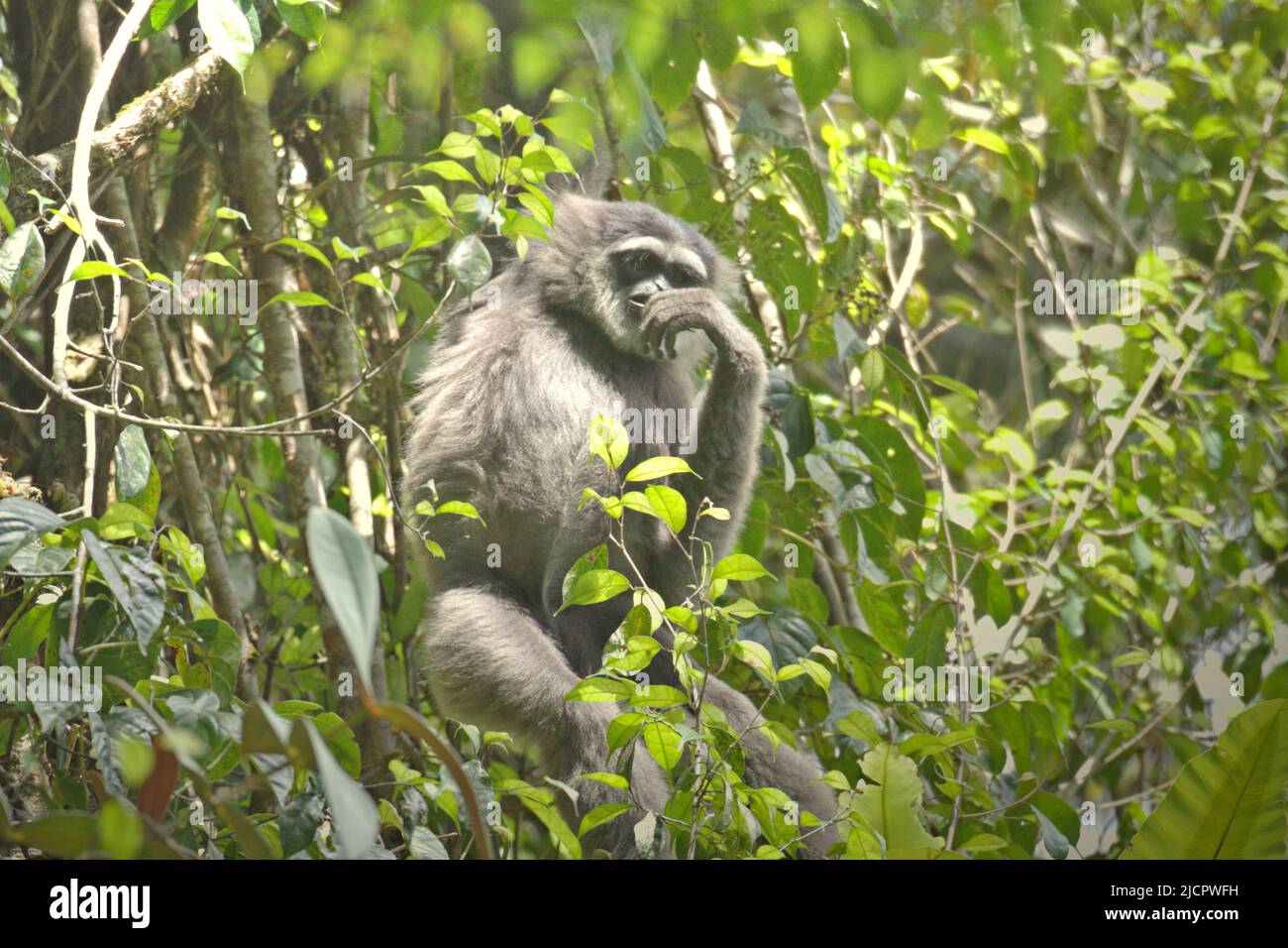 Un gibbone Javan (Hylobates moloch, gibbone argenteo) che foraging in Gunung Halimun Salak National Park a West Java, Indonesia. Foto Stock