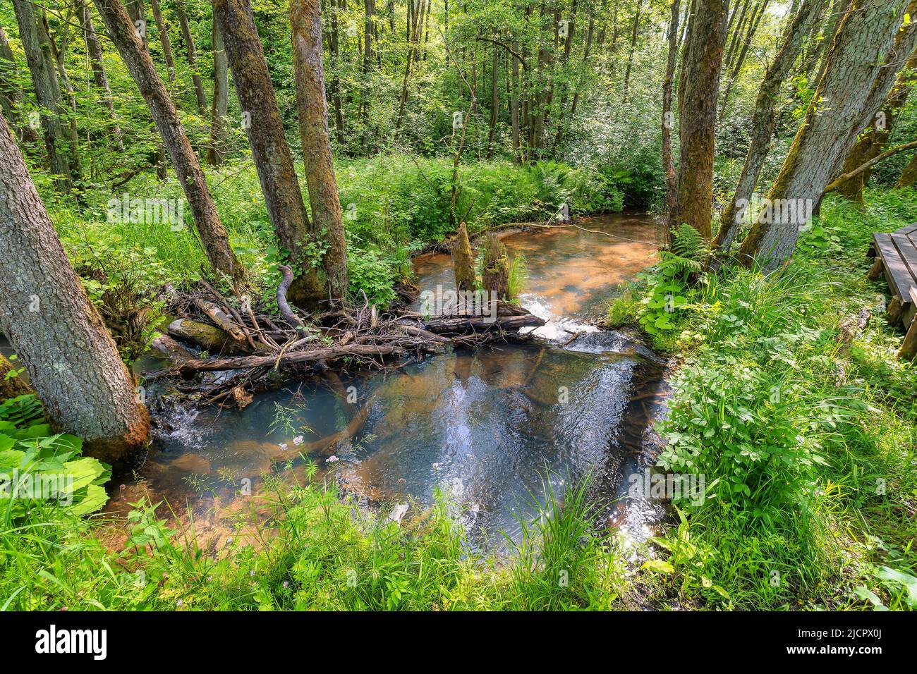 Sentiero a piedi Grejs Valley riserva naturale vicino Vejle, Danimarca Foto Stock