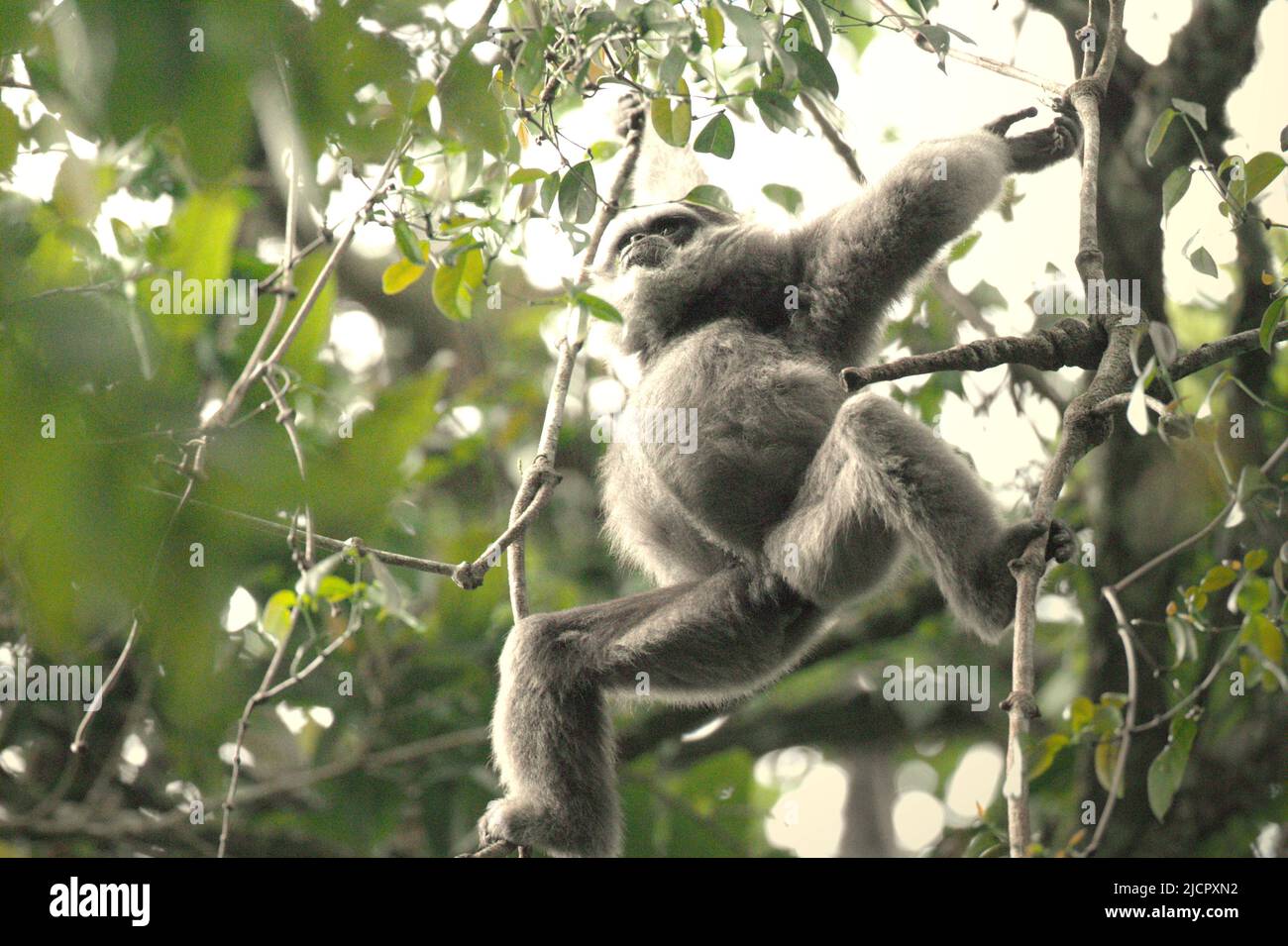 Un gibbone Javan (Hylobates moloch, gibbone argenteo) nel Parco Nazionale di Gunung Halimun Salak a Giava Occidentale, Indonesia. Foto Stock