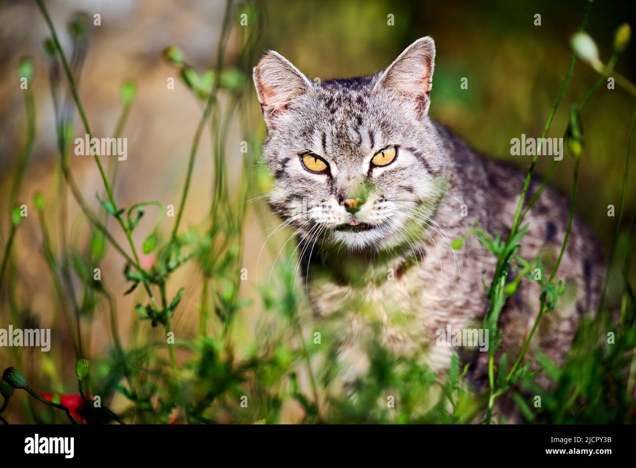 Bellissimo gatto a righe seduto su un prato estivo di erba verde Foto Stock