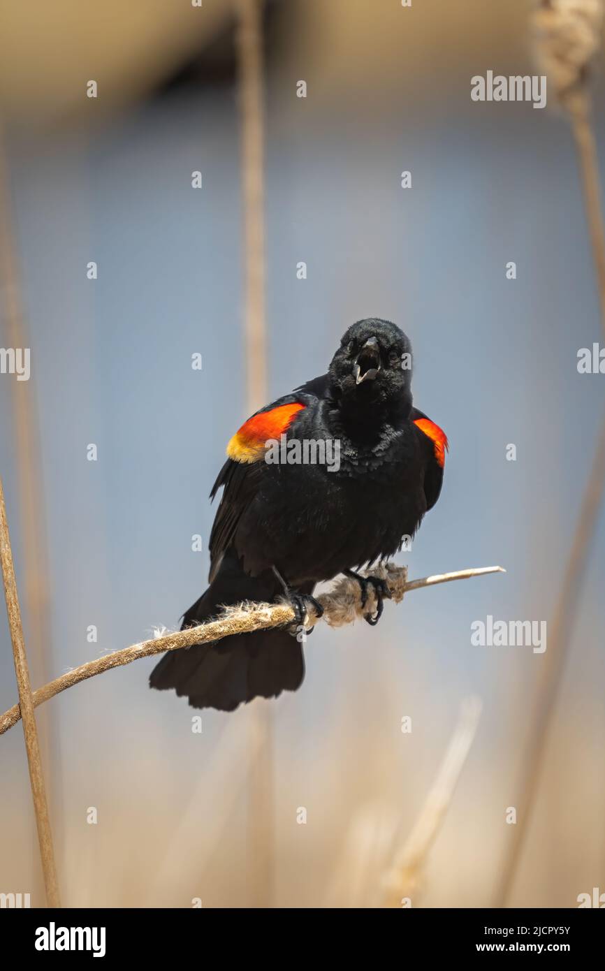 Ho fotografato questo Red Winged Blackbird cantando mentre crogiolavo nel bagliore di una calda primavera pomeriggio terra ATA riserva di fiducia in porta contea Wisconsin Foto Stock