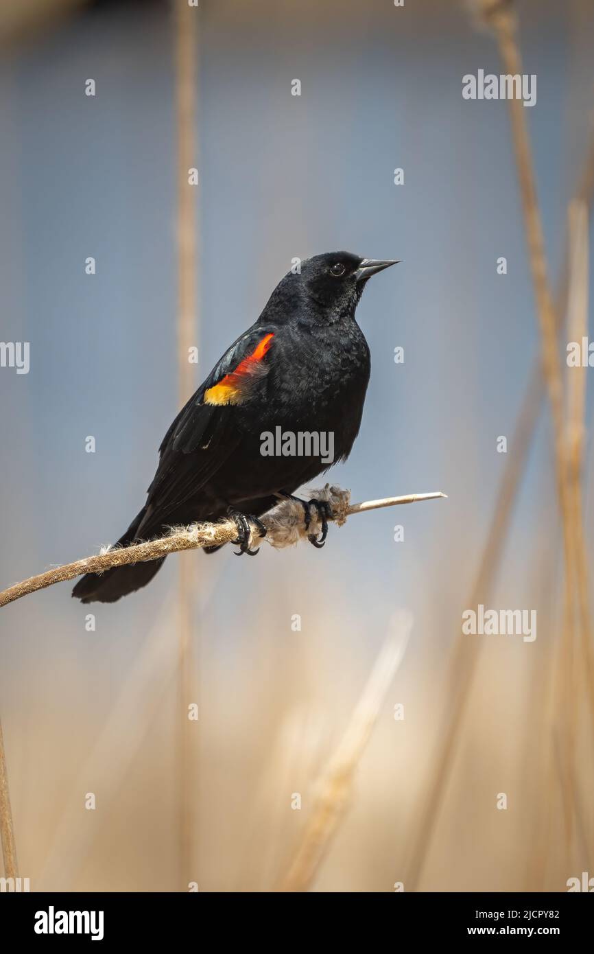 Ho fotografato questo Red Winged Blackbird cantando mentre crogiolavo nel bagliore di una calda primavera pomeriggio terra ATA riserva di fiducia in porta contea Wisconsin Foto Stock