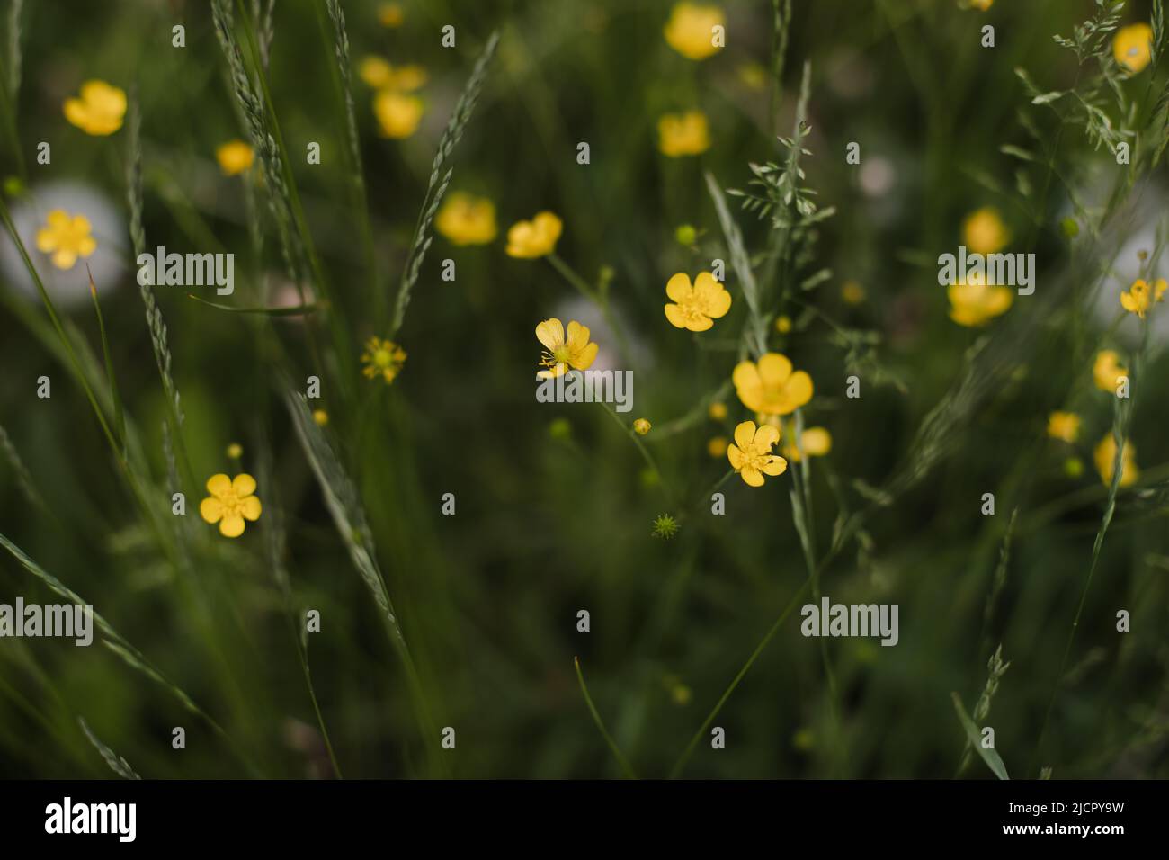 Fiori gialli di Buttercup in prato su sfondo verde erba. Messa a fuoco selettiva, sfondo sfocato Foto Stock