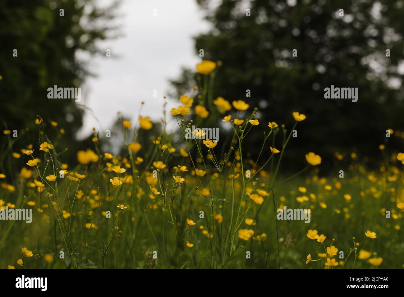 Fiori gialli di Buttercup in prato su sfondo verde erba. Messa a fuoco selettiva, sfondo sfocato Foto Stock