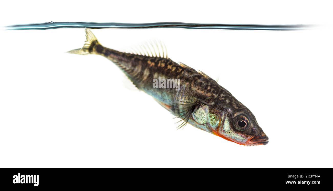 Pesce stickleback a tre spinaci sott'acqua, Gasterosteus aculeatus, isolato su bianco Foto Stock