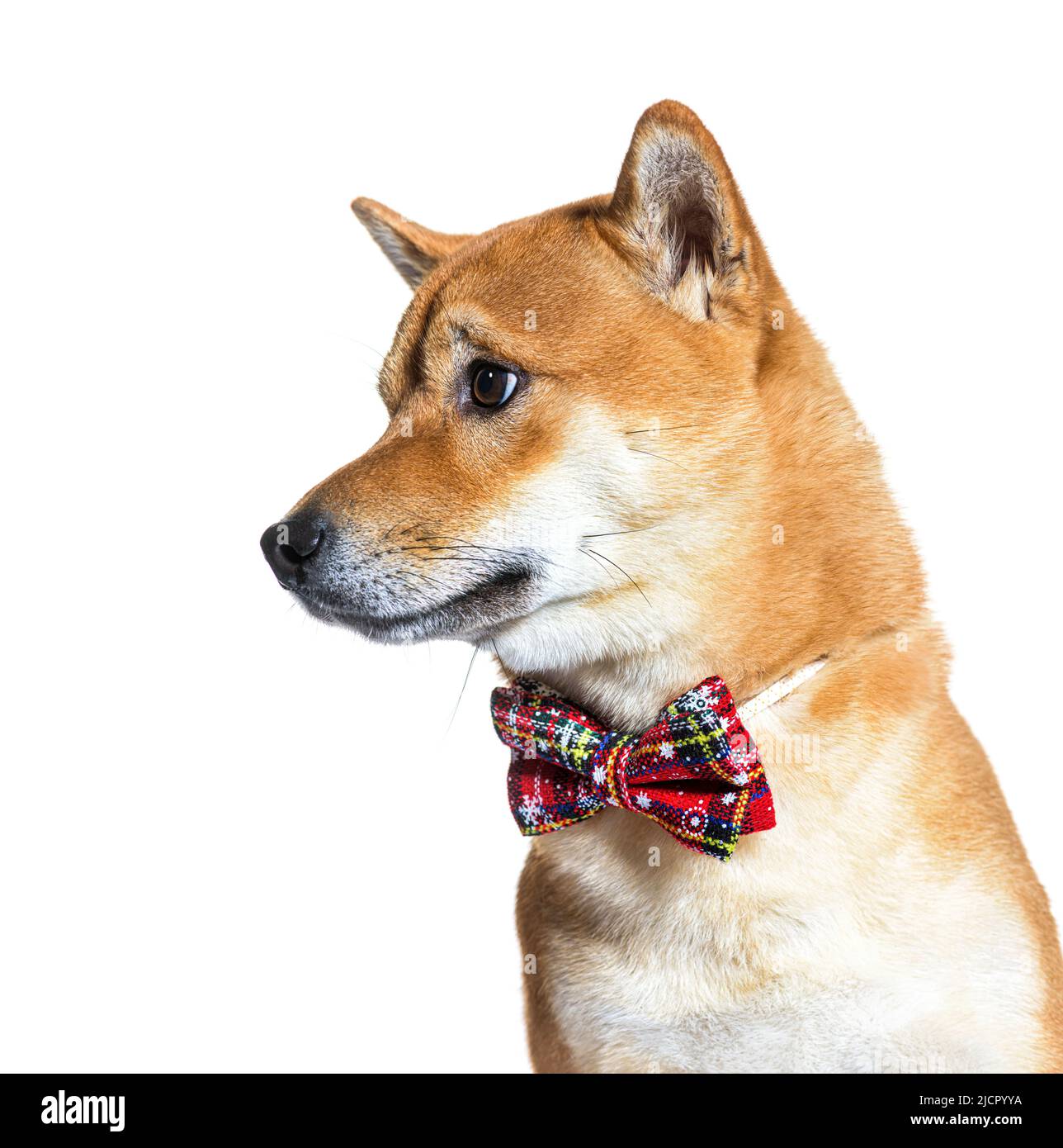 Shiba inu cane Foto Stock