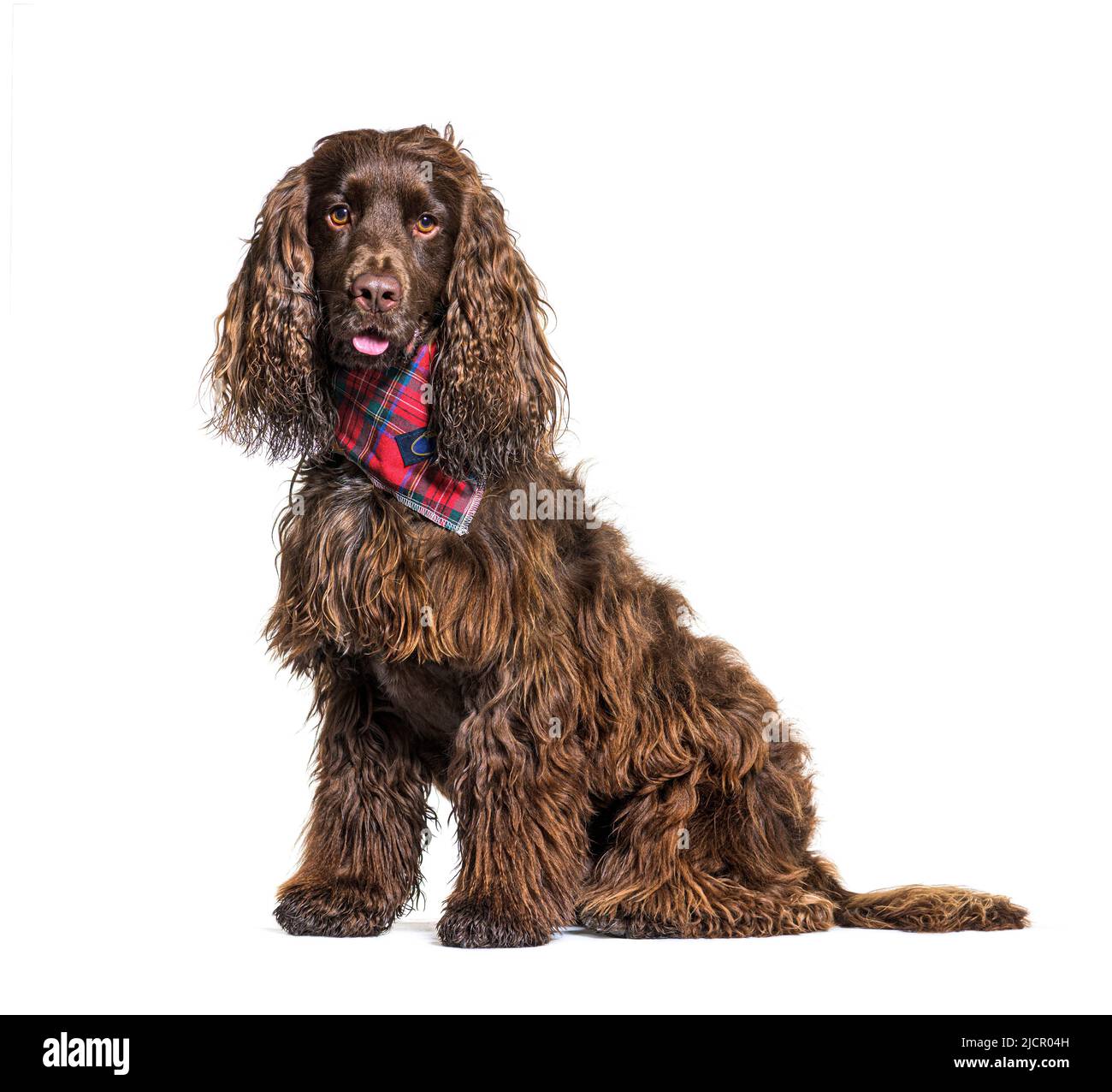 Cocker inglese spaniel cane con una sciarpa rossa Foto Stock