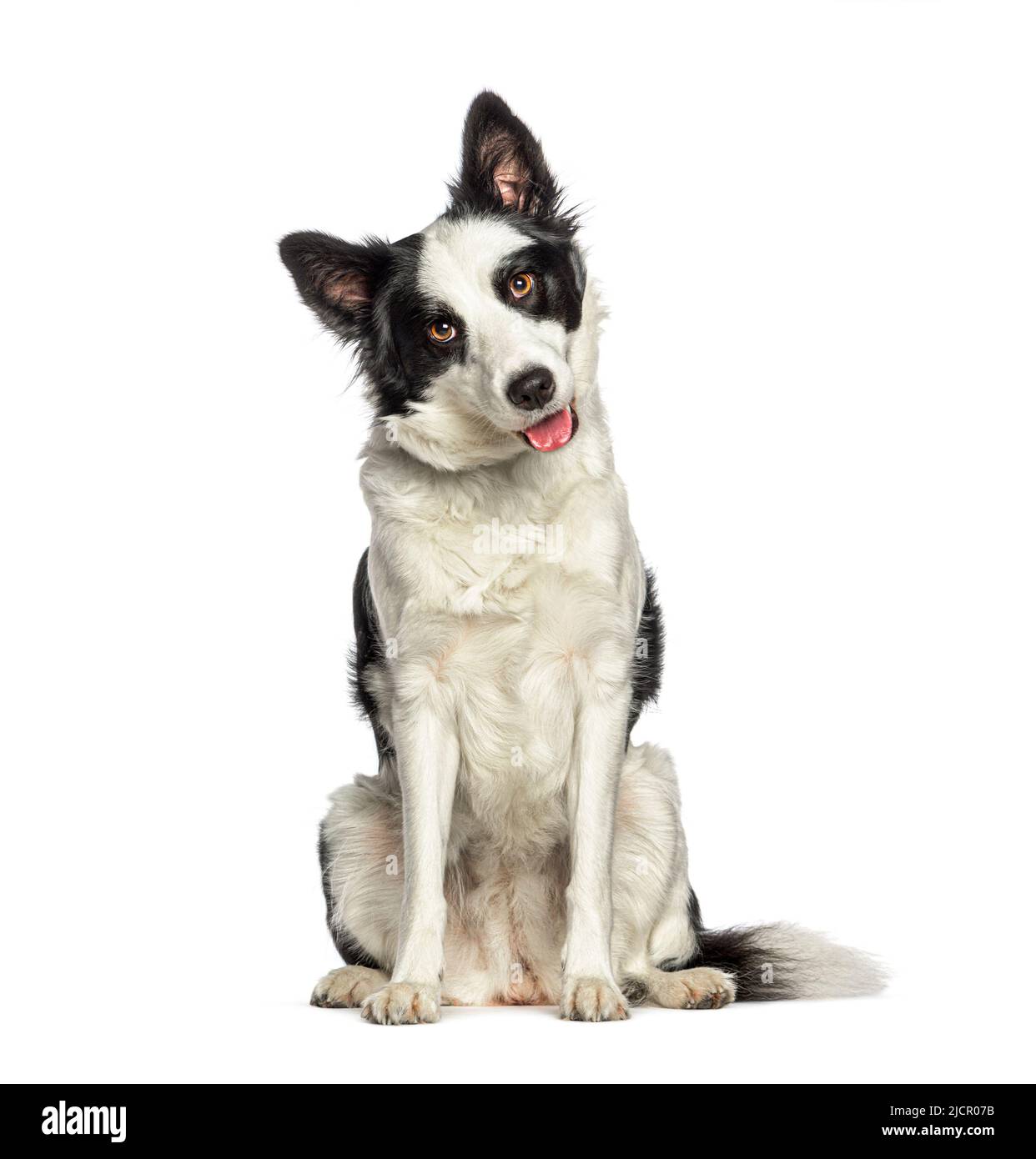 Seduta e pantante bordo collie cane con un colletto, isolato su bianco Foto Stock