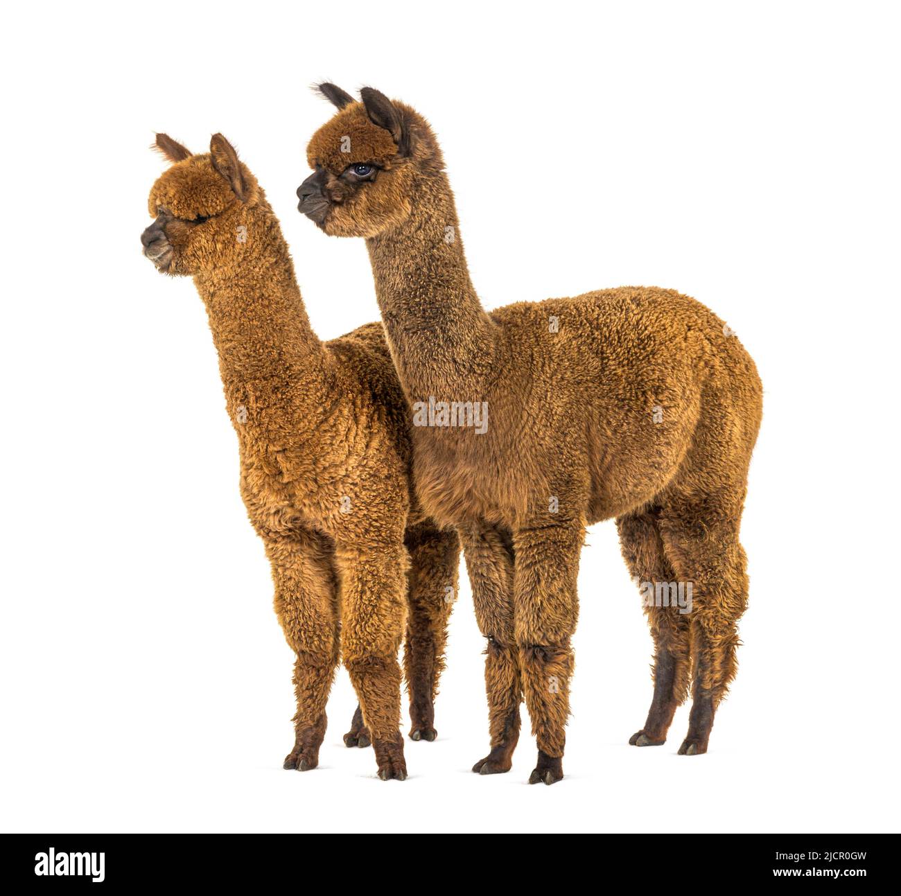 Due alpaca marrone chiaro e scuro insieme - lama pacos, insieme isolato Foto Stock