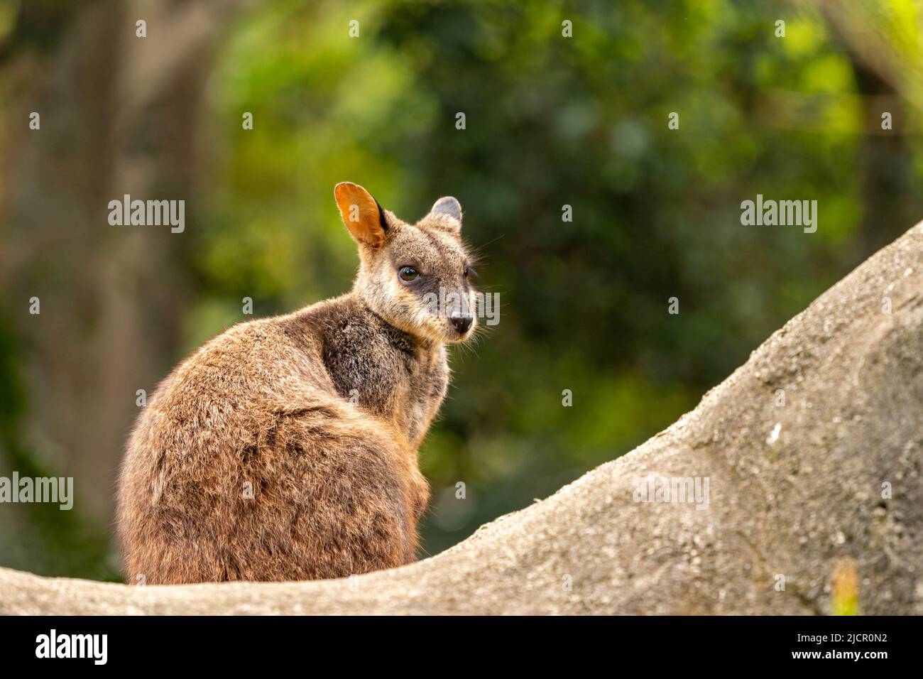 Cute Looking Brush-tailed Rock-wallaby siede peacfully, Currumbin Wildlife Sanctuary, Queensland, Australia Foto Stock