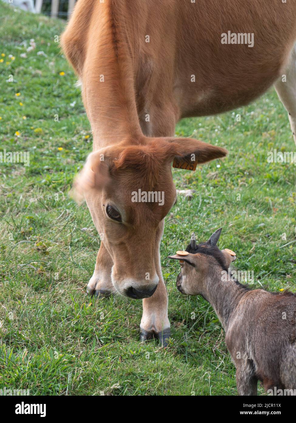 La mucca bruna e una capra pygmy si salutano a vicenda Foto Stock