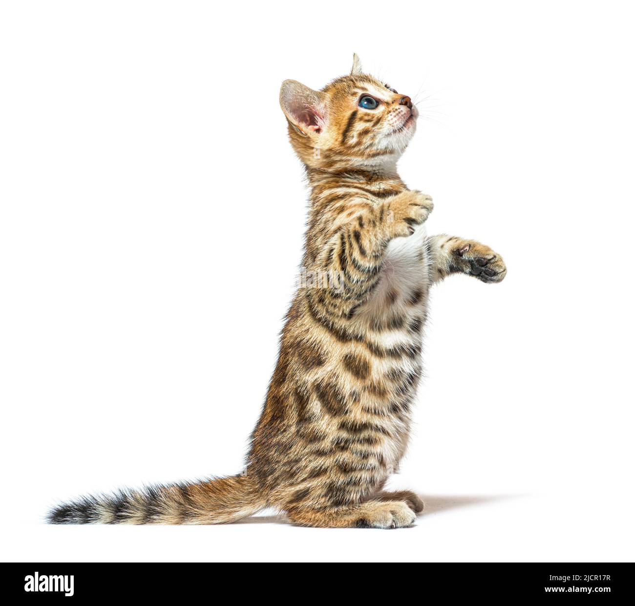 Il gatto bengala gattina sulle zampe posteriori mendendo, sei settimane di età, isolato su bianco Foto Stock