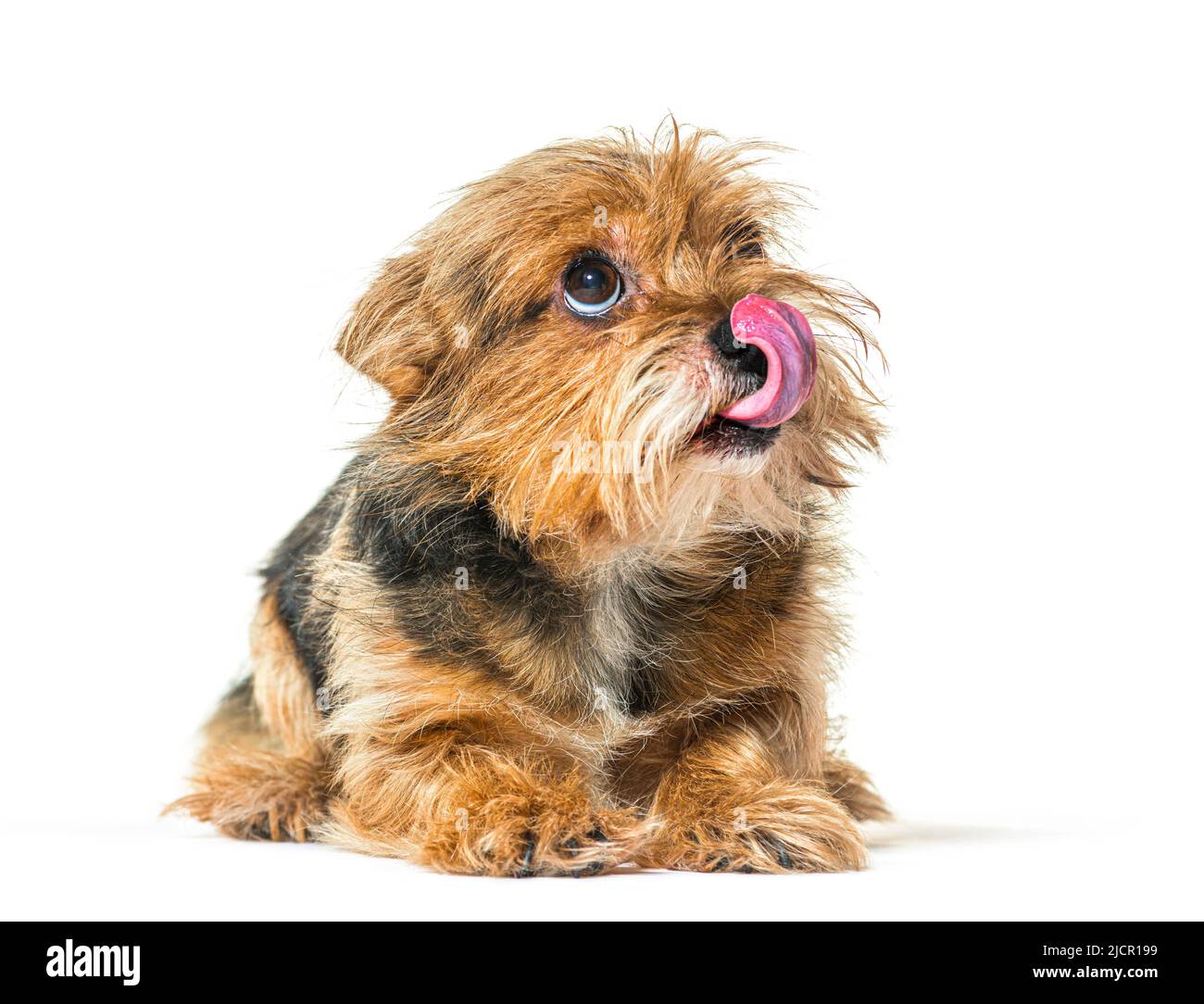 Shaggy cane di razza mista leccando le labbra e guardando verso l'alto, isolato su bianco Foto Stock