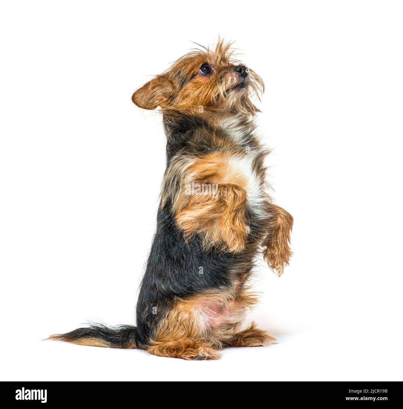 Shaggy cane di razza mista che elemosina sulle zampe posteriori, guardando verso l'alto Foto Stock