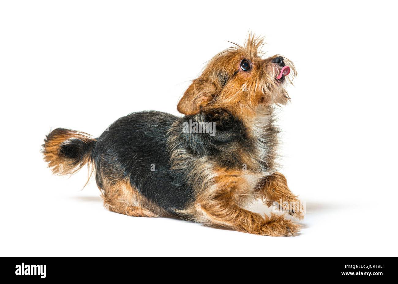 Shaggy cane di razza mista leccando le labbra e guardando verso l'alto, isolato su bianco Foto Stock