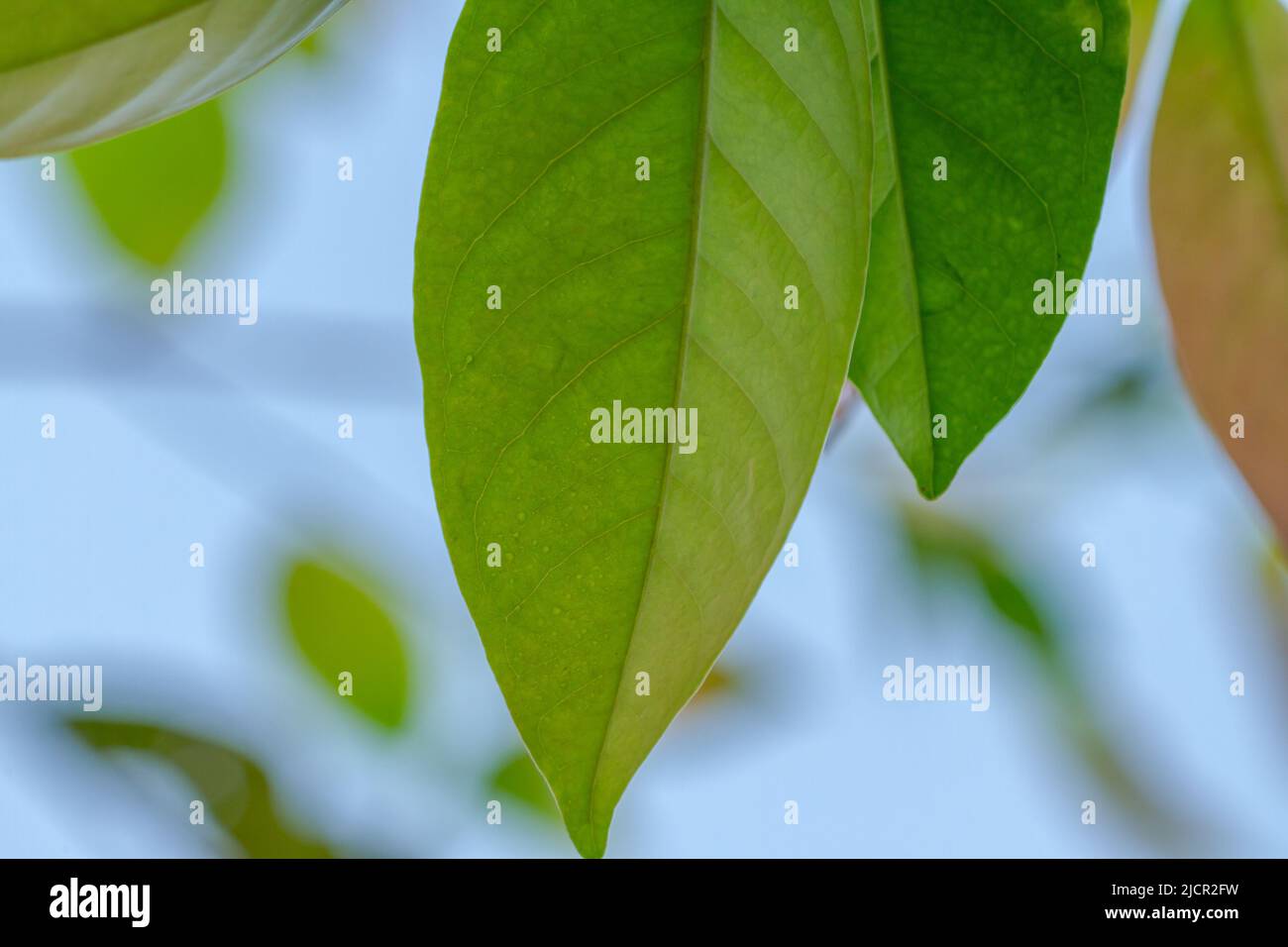 Foglie di foglia verde, fondo cielo blu, utilizzate per aromatizzare le spezie Foto Stock