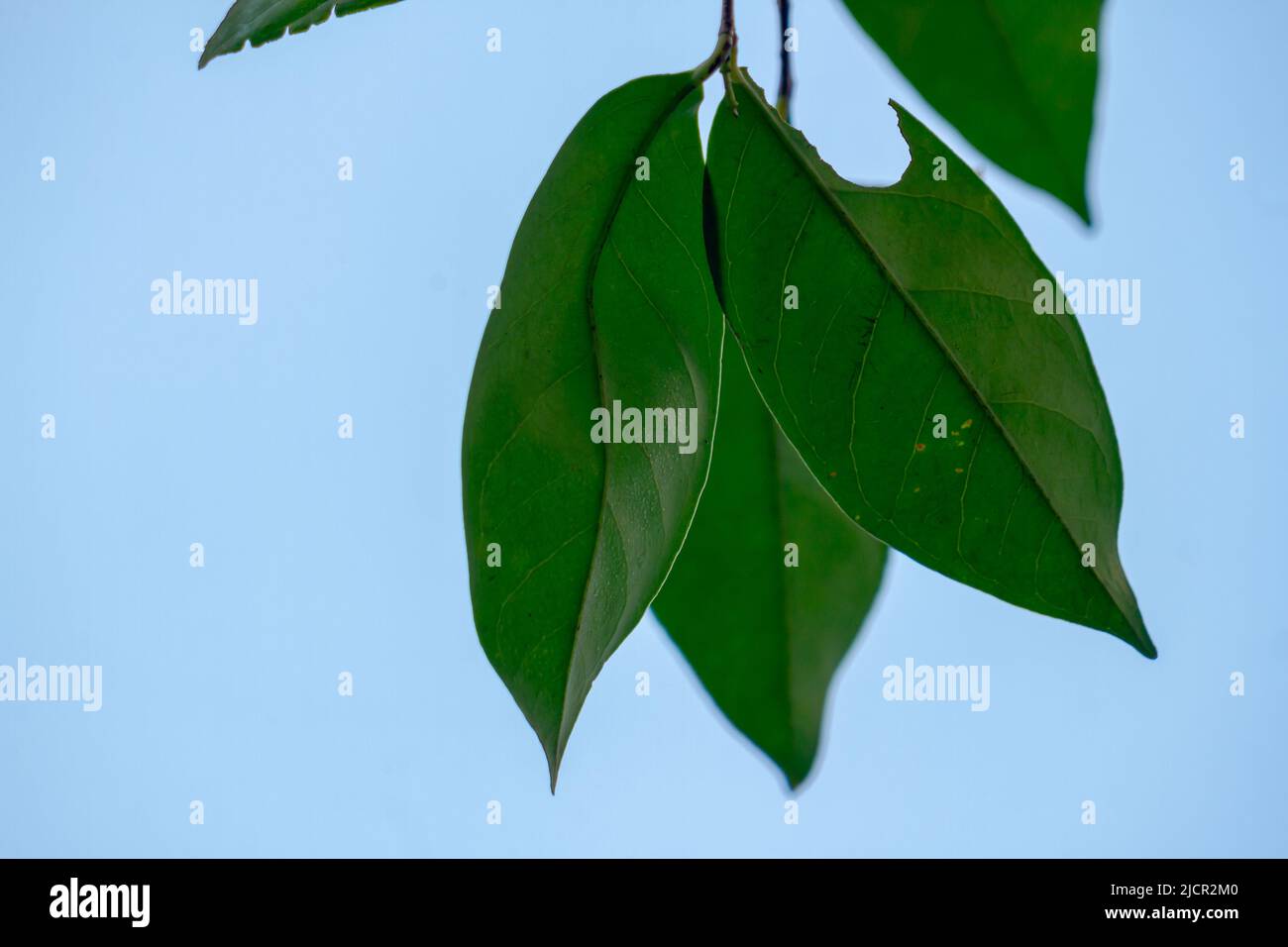Foglie di foglia verde, fondo cielo blu, utilizzate per aromatizzare le spezie Foto Stock