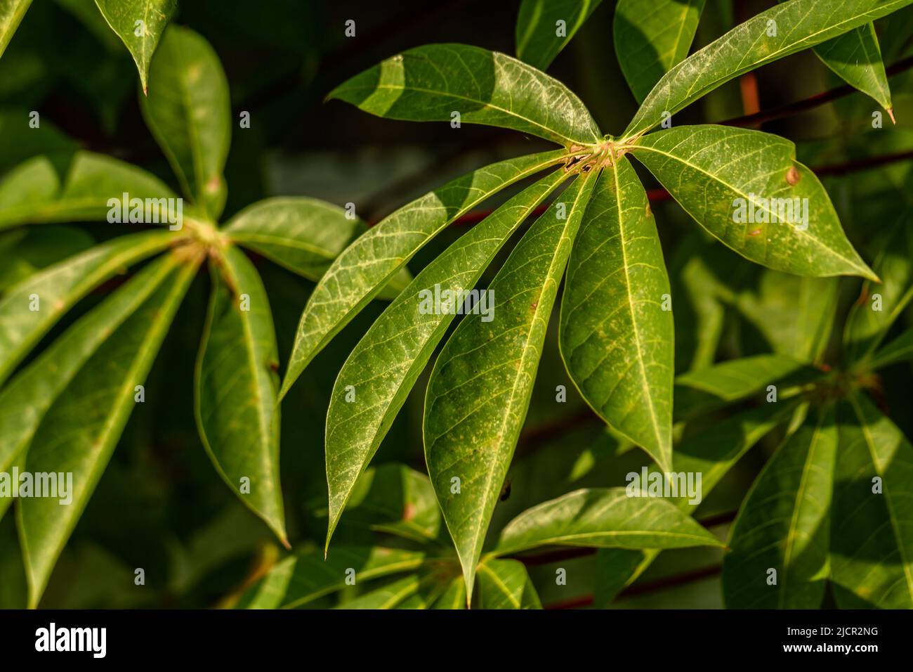 Foglie verdi a forma di dito della pianta di manioca; può essere fatto in verdure; cibo raccolti nei tropici Foto Stock