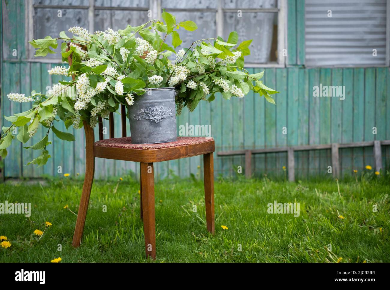 un enorme bouquet di fragrante ciliegia in una piantatrice galvanizzata retrò in un vecchio giardino del paese Foto Stock