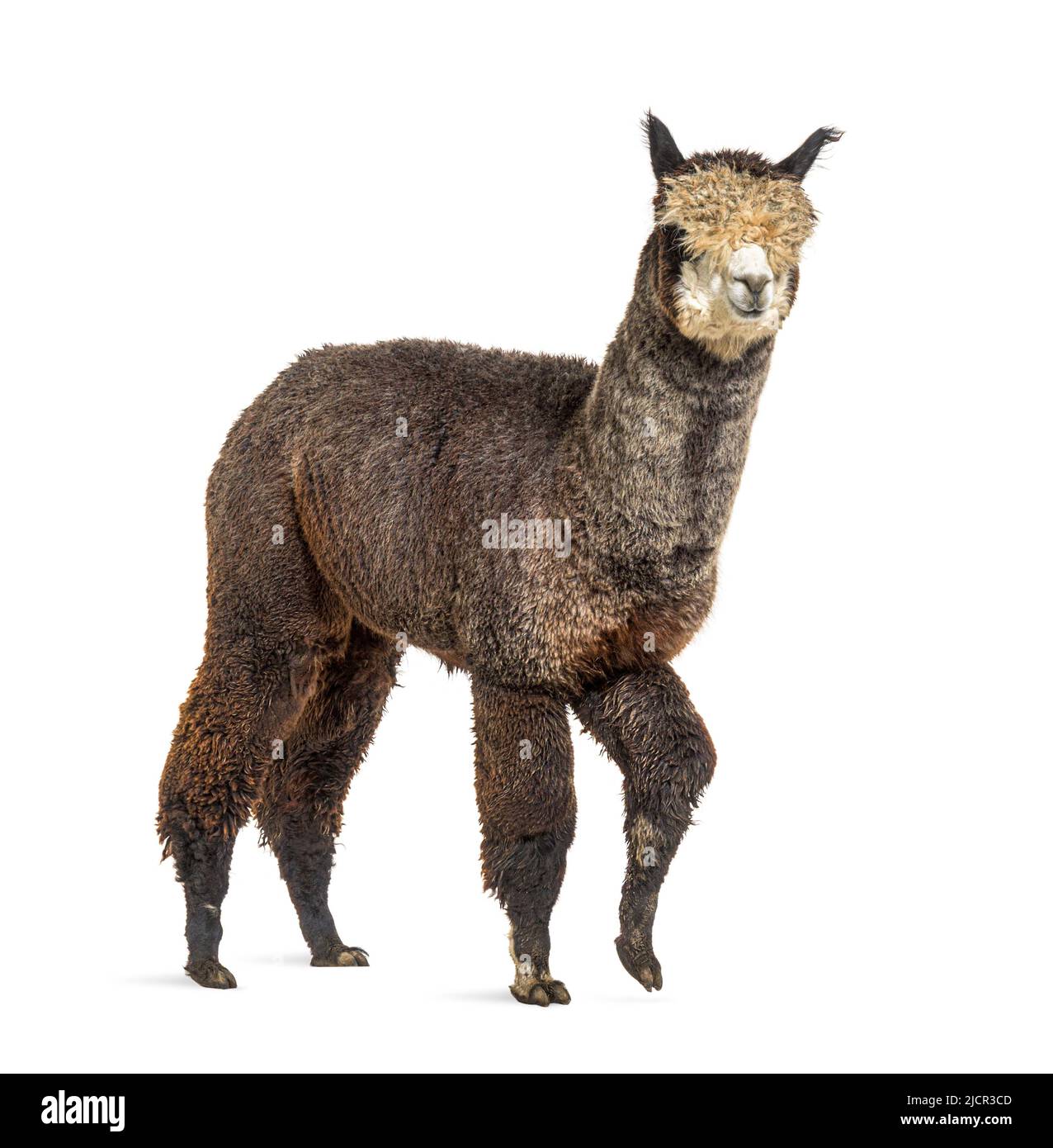 Vista laterale di un alpaca grigio rosa scuro che cammina - lama pacos Foto Stock
