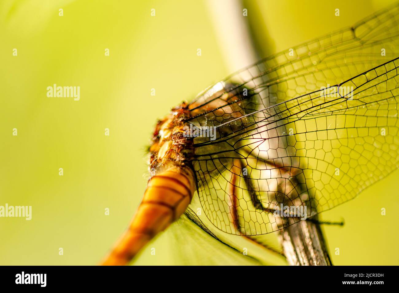Libellule che sono arroccate su rami di albero sul bordo dei campi di riso, in una mattinata di sole Foto Stock