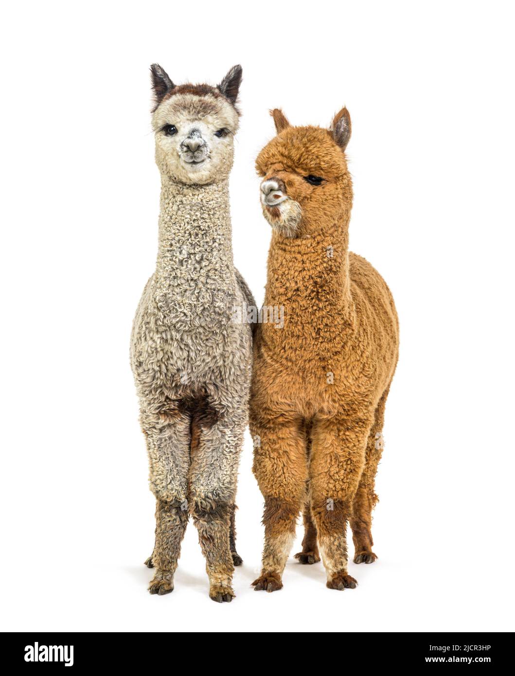 Insieme pegno scuro e alpaca grigio argento medio - lama pacos Foto Stock