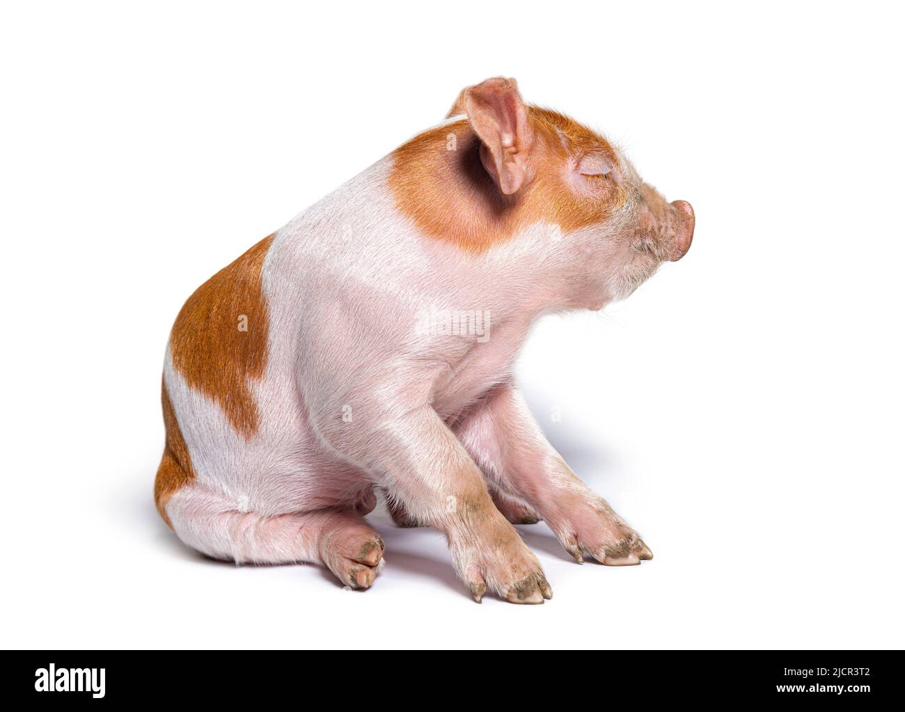 Vista posteriore di un maiale giovane che guarda indietro occhio chiuso (mixedbreed), isolato Foto Stock
