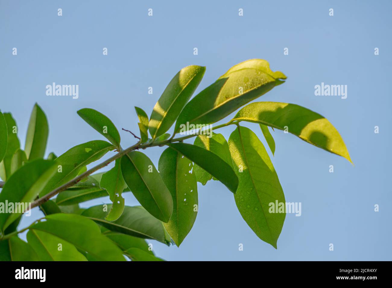 La punta della pianta di soursop con foglie verdi sottili, lo sfondo contro un cielo limpido Foto Stock