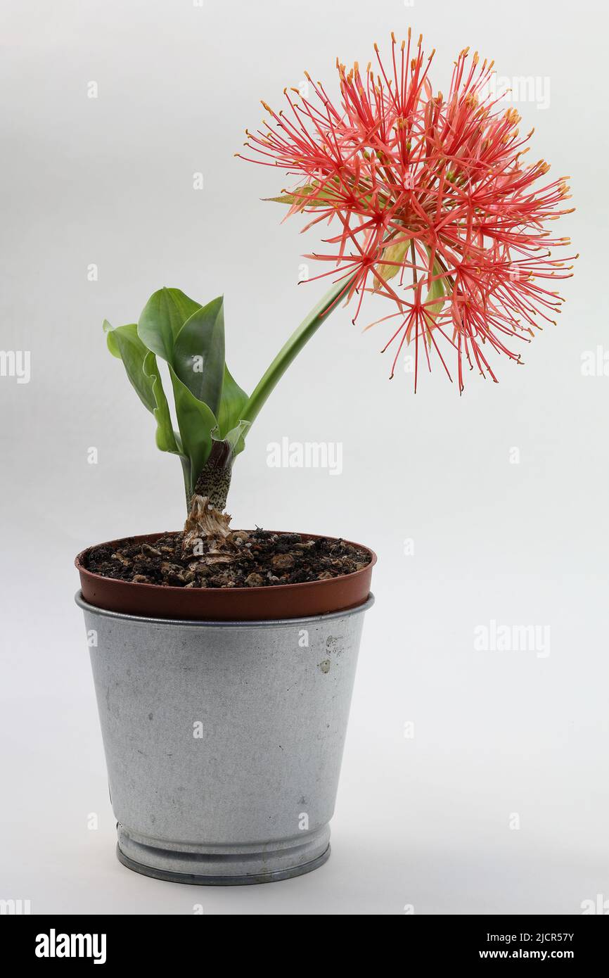 Risultato dell'accatastamento di fuoco del fiore stupefacente dello scarlatto - Scadoxus multiflorus. Pianta bulbosa con fiori di scarlatto e foglie verdi. Foto Stock