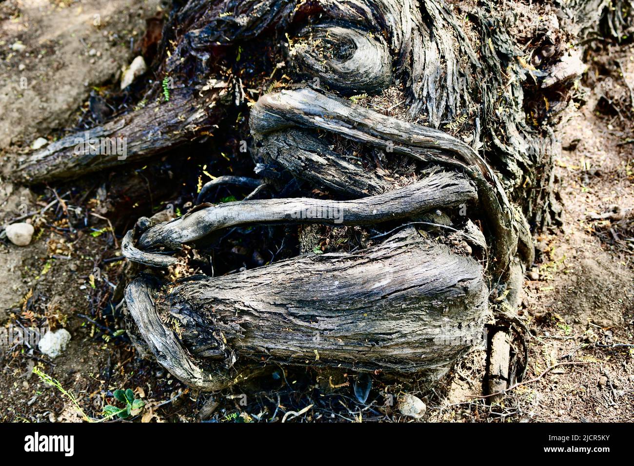 Interessante gewundene Baumwurzeln a karger Erde Foto Stock