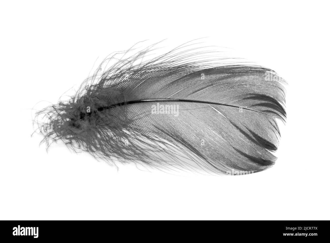 Piuma d'uccello elegante nero isolato su sfondo bianco Foto Stock
